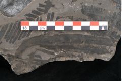 Foto (Detailansicht) von Plantae indet.  (NHMW-GEO-2024-0188-11382)